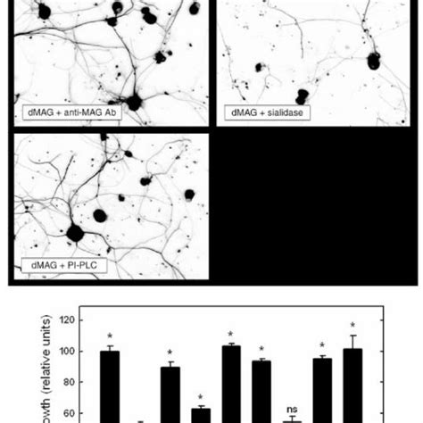 Inhibition Of Neurite Outgrowth From Drgns By Dmag Is Predominantly Via