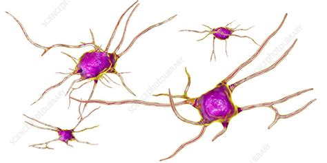 Nerve Cells Computer Illustration Stock Image F Science