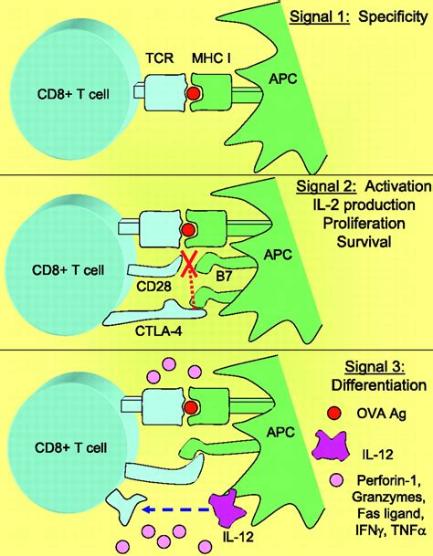 Crosstalk Between Cytotoxic T LymphocyteAssociated Antigen 4 And