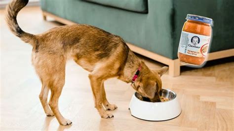 Qué tan bueno es el Gerber con croquetas para tu perro Petlife