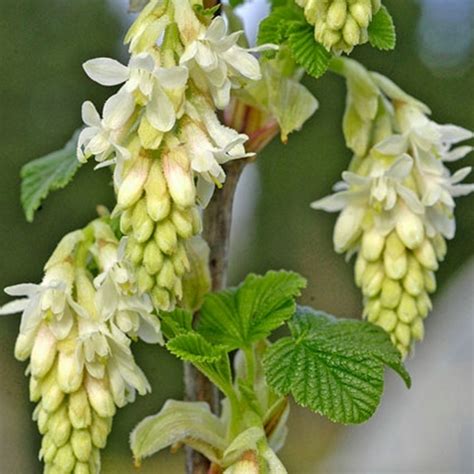 Ribes 'Elkington'S White' - Flowering Currant | GardenersDream