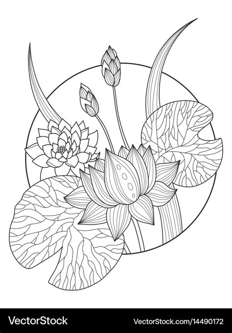 Lotus Flower Coloring Book Royalty Free Vector Image