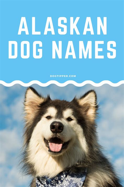 265 Alaskan Dog Names for Malamutes, Huskies, Klee Kai & More