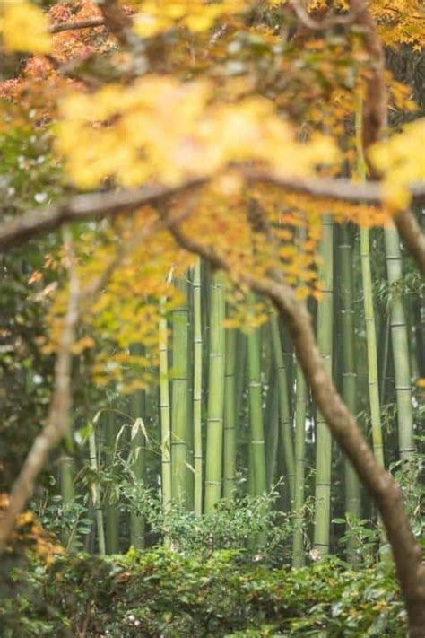 Autumn in Japan - Travel and Photography Tips for Kyoto + Tokyo