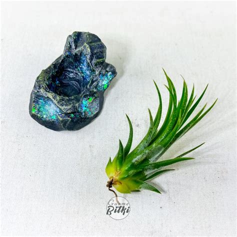 Gurme Bitki Tillandsia Ionantha Green M Crystal Stand Fiyat