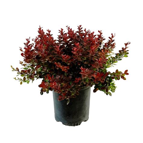 Gal Crimson Pygmy Barberry Live Shrub With Deep Red Purple