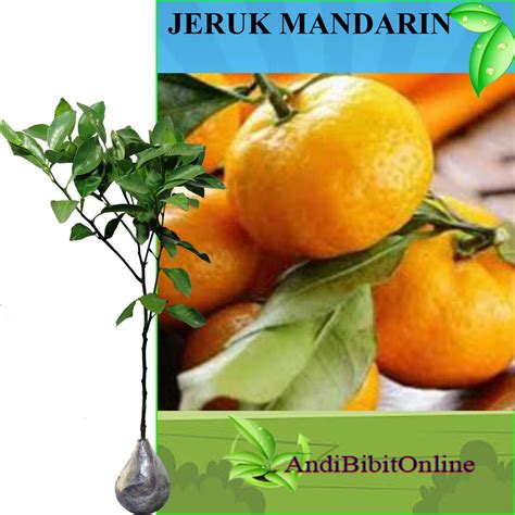 Jual Tanaman Jeruk Mandarin Tinggi Cm Shopee Indonesia