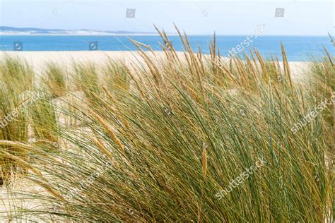 Sand Dunes Plants Oyat Dunehook Oyat Editorial Stock Photo Stock