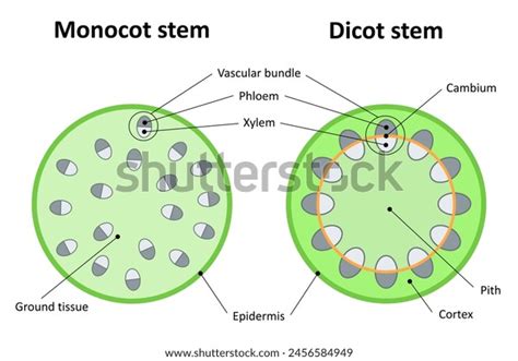 Monocot Stem Dicot Stem Diagram Stock Vector Royalty Free 2456584949