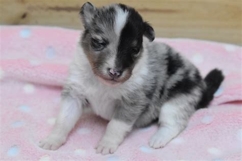 Puppy Shetland Sheepdog Color Blue - Free photo on Pixabay - Pixabay