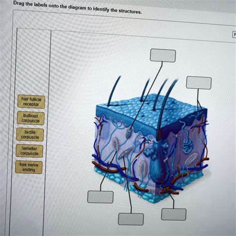 SOLVED: Drag the labels onto the diagram to identify the structures ...