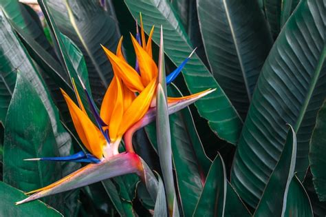 Belo P Ssaro Do Para So Flor Strelitzia Reginae Folhas Verdes