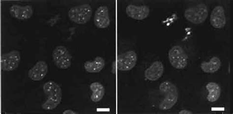 Live Cell Dna Labeling And Multiphoton Confocal Microscopy