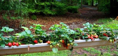 6 Diy Ways To Grow A Vertical Strawberry Garden Strawberry Garden Strawberry Plants Gutter