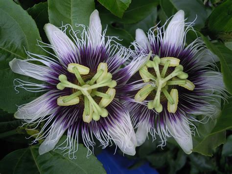 Passiflora Edulis F Flavicarpa Caramel Passion Fruit Maracuja Sweet