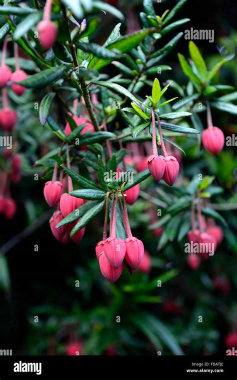 Crinodendron Hookerianum Chinese Lantern Tree Red Flower Flowers