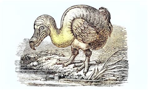 Extinct Dodo Bird Stock Illustration - Download Image Now - Dodo Bird ...