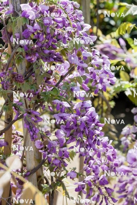 Wisteria Iko Yama Fuji