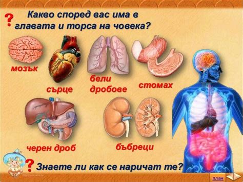 Аз и моето здраве, Органи на човешкото тяло - ЧП, 3 клас, Булвест