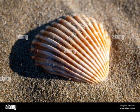 Beach Seashells Wallpaper