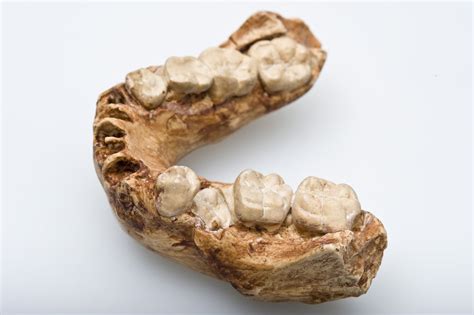 Australopithecus Robustus Teeth