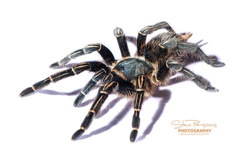 Aphonopelma Seemanni Costa Rican Striped Knee Tarantula 5 1