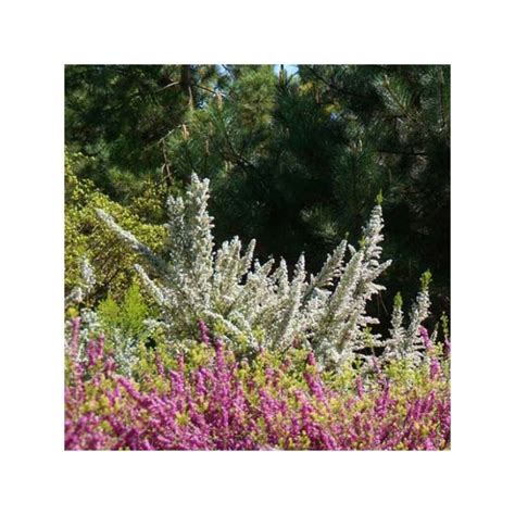 Bruyère arborescente Pink Joy Erica arborea vigoureux florifère à