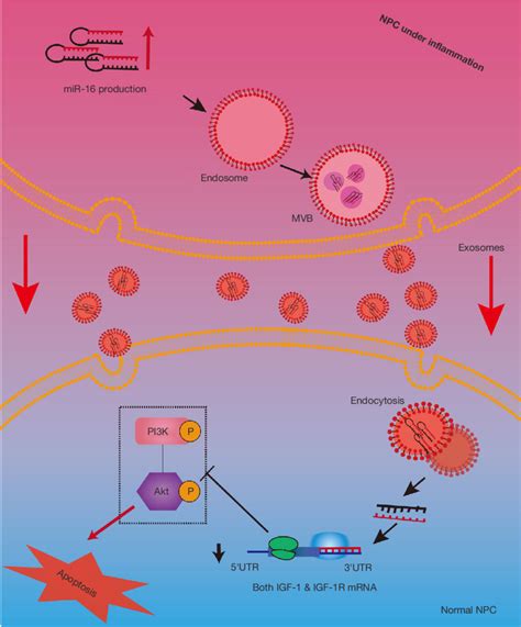 Schematic Diagram Of Our Working Hypothesis Inflammation Increases