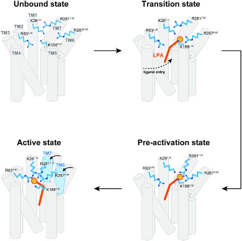 A schematic model of the LPA 6 activation process proposed in this ...