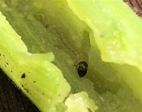 Squash Vine Borer Larvae Eichlinia Cucurbitae Bugguide