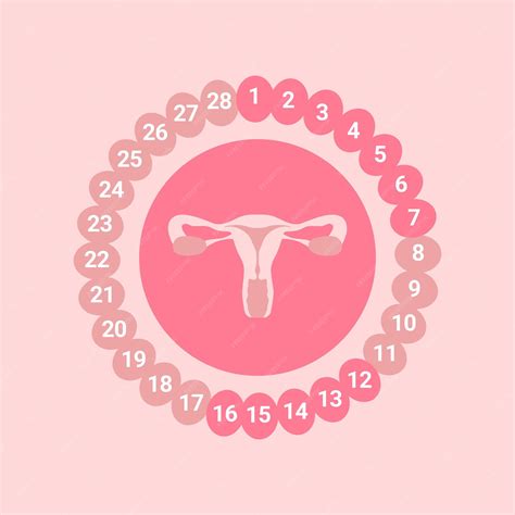 Como Fica O Utero Na Menopausa - Conceito de menopausa com útero feminino | Vetor Premium