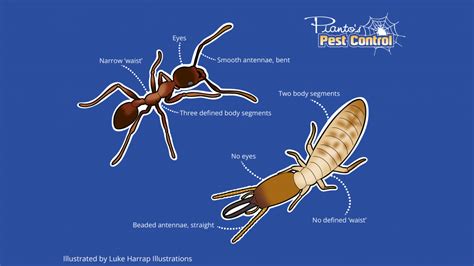 Termites White Ants And Black Ants The Difference Explained