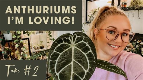 Anthuriums Im Loving In My Collection A BIG Surprise YouTube