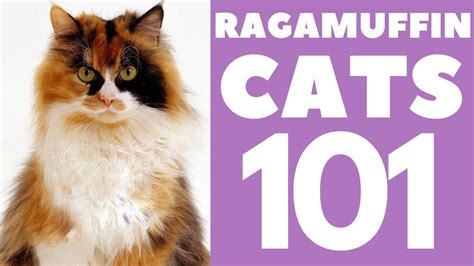 Cats 101 Breeds