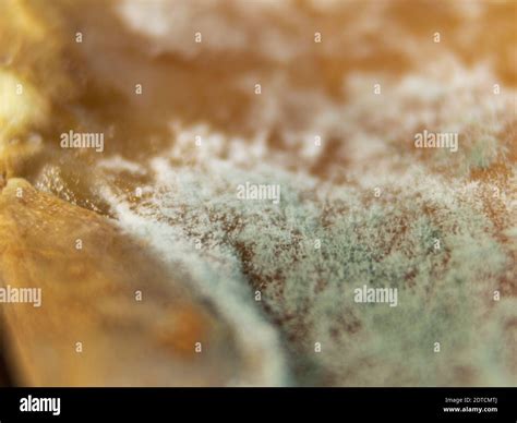 Macro Photo Of Mold Fungus With Mold On Dried Fruits Incorrect Storage Of Dried Apricots Stock