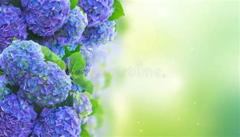 Blue hortensia flowers stock photo. Image of botany - 130712056