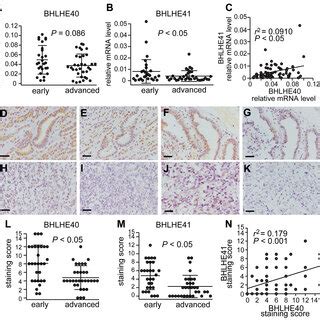 Utrs Mediated Regulation Of Bhlhe Expression By Mir B The