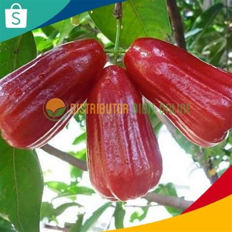 Jual Bibit Jambu Air Citra Jumbo Hasil Okulasi Siap Berbuah Shopee