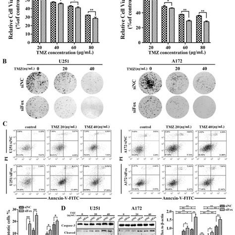 Foxd As Knockdown Sensitizes Glioma Cells To Temozolomide Tmz