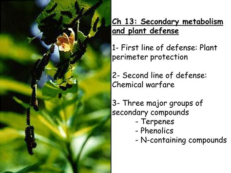 PPT Ch 13 Secondary Metabolism And Plant Defense 1 First Line Of