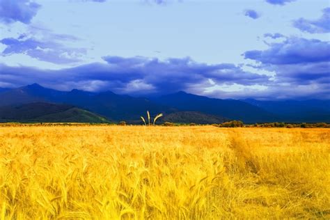 Premium Photo Ukrainian Flag Picturesque View Of Mountain Landscape