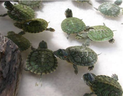 70 Hatchling Turtles Rescued from Chinatown's Live Animal Market - An ...