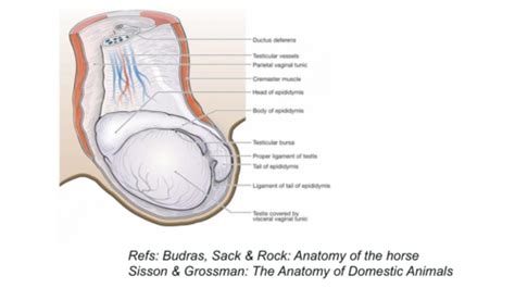 Repro Equine Male Urogenital Surgery Flashcards Quizlet