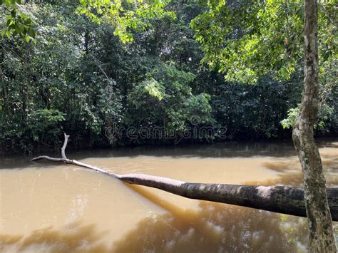 Megadiverse Region in the Colombian Amazon Stock Image - Image of ...