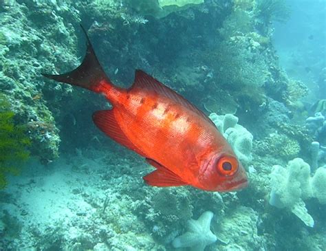 Manado And Bunaken Island Life The Crescent Tail Bigeye Fish