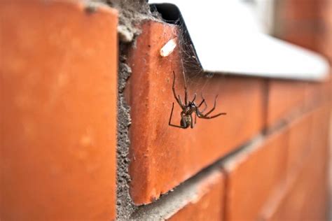 How To Prevent Spiders From Entering Your Home Urban Desert Pest Control