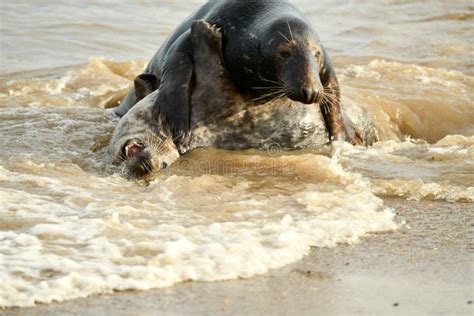 Gray Seals Lying On The Horsey Gap Beach Stock Image Image Of