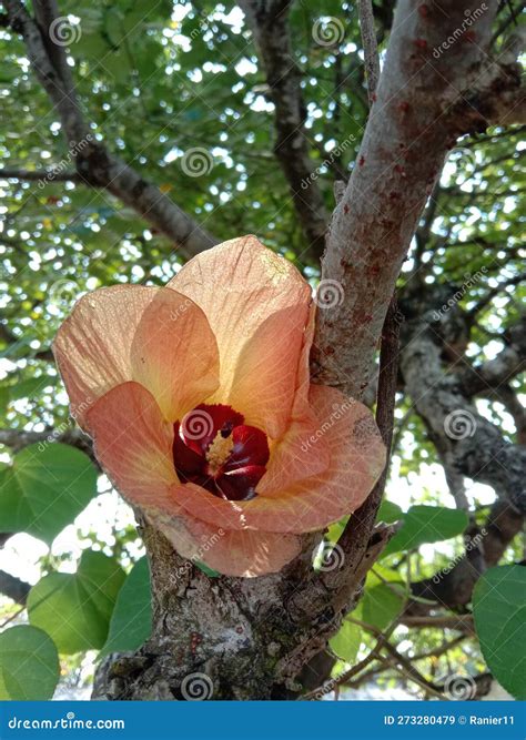 A Hibiscus Flower Fell Stuck Between The Tree Branches Stock Image