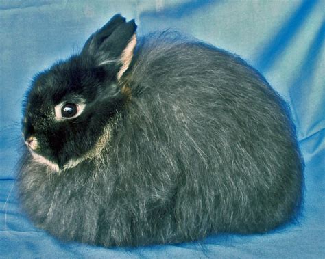 Rabbit Photos