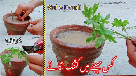 Gul E Daudi Ki Cutting Kis Tarah Lagaye How To Grow Gul E Daudi From